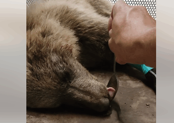 Χτύπησαν αρκουδάκι και το εγκατέλειψαν! (video)