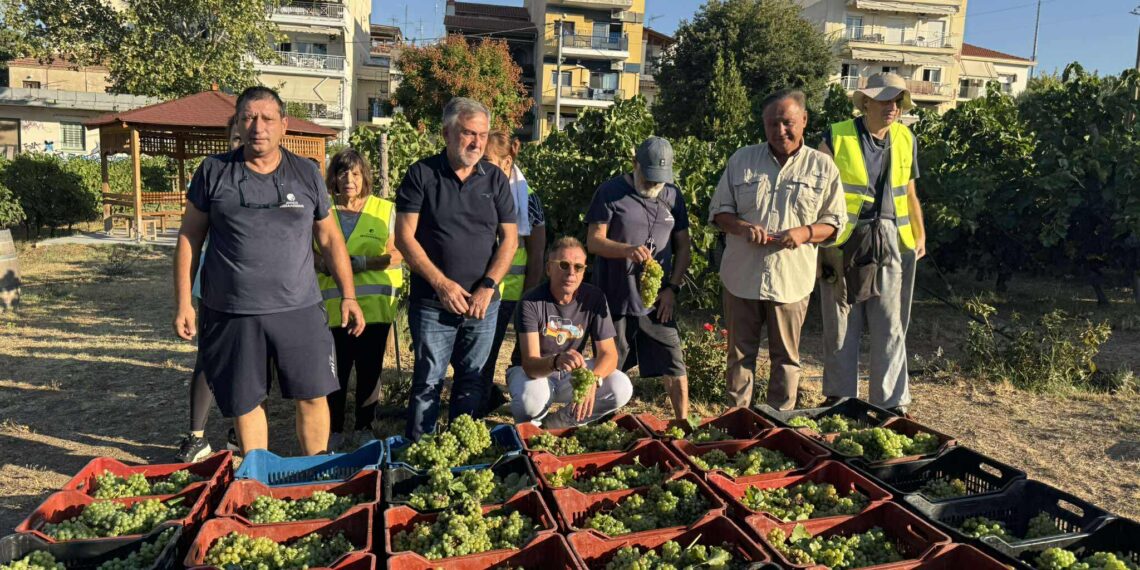 Δ.Θεσσαλονίκης: Ξεκίνησε ο τρύγος στον αστικό αμπελώνα (ΦΩΤΟ+Video)