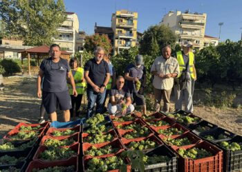 Δ.Θεσσαλονίκης: Ξεκίνησε ο τρύγος στον αστικό αμπελώνα (ΦΩΤΟ+Video)