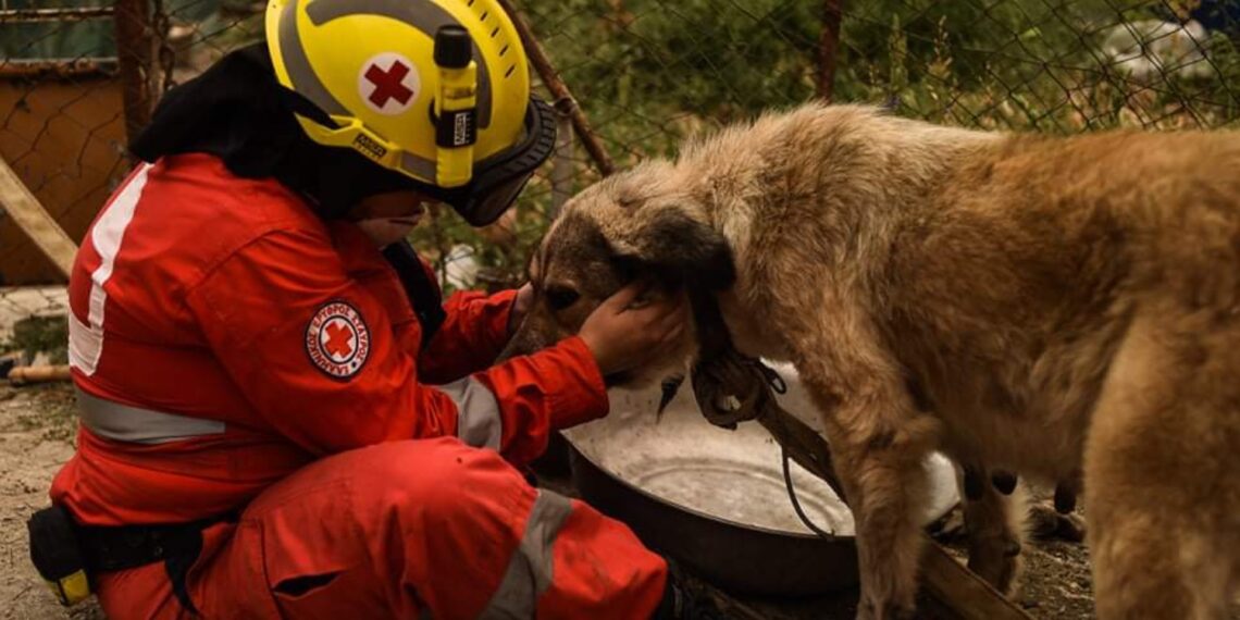 Ο Ερυθρός Σταυρός δίπλα στους τετράποδους φίλους μας – Δράση στο μετρό Αγίας Σοφίας (26/8)