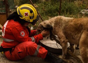 Ο Ερυθρός Σταυρός δίπλα στους τετράποδους φίλους μας – Δράση στο μετρό Αγίας Σοφίας (26/8)