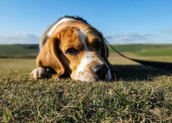 Θεσσαλονίκη: Χειροπέδες σε 40χρονο Δανό μετά από καταγγελία ότι κακοποίησε τον σκύλο του