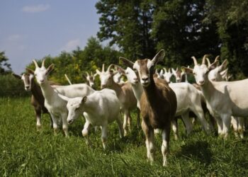 Αφθώδης πυρετός: Γιατί «χτύπησε» συναγερμός στην Τουρκία;