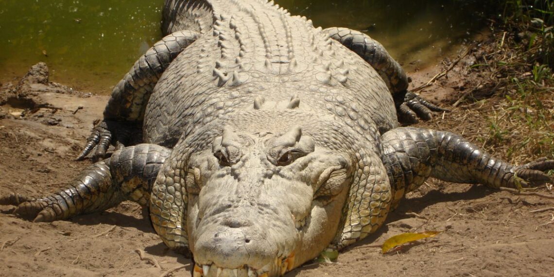 Τρόμος: Φρικτός θάνατος 53χρονου μετά από επίθεση κροκόδειλου (video)