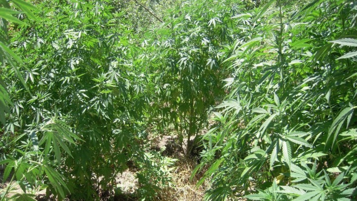 Καστοριά: Χασισοφυτεία βρέθηκε σε δασώδη περιοχή