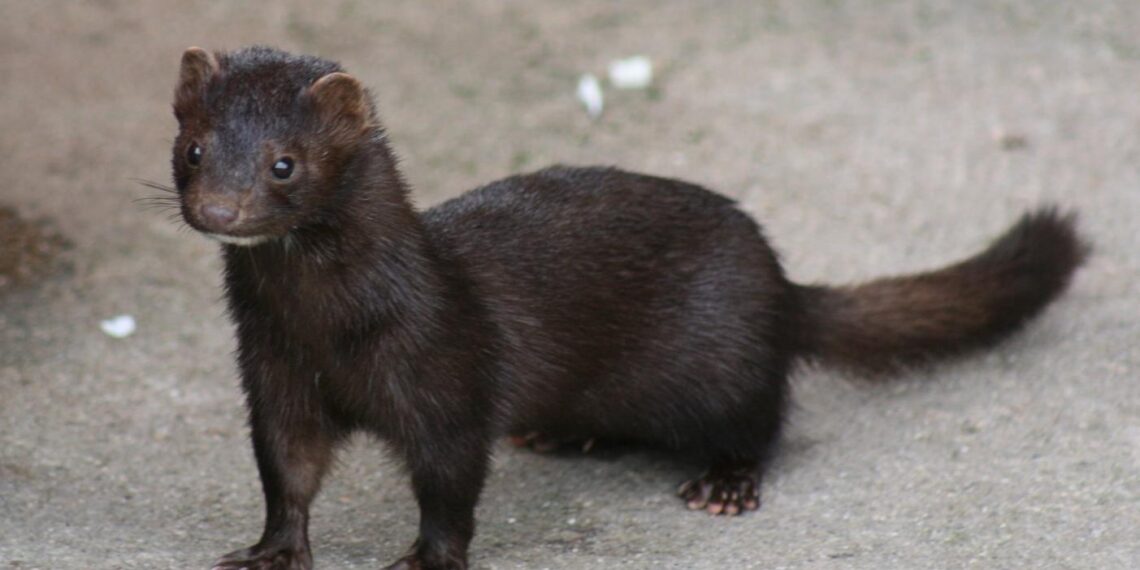 Καστοριά: Από τις αρκούδες… στα μινκ