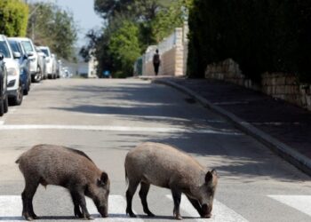 «Φωλιές» σε κατοικημένες περιοχές έστησαν λύκοι, αρκούδες και αγριογούρουνα