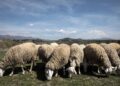 Ευλογιά των αιγοπροβάτων: Λήγουν αύριο τα αυξημένα περιοριστικά μέτρα