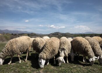 Ευλογιά των αιγοπροβάτων: Λήγουν αύριο τα αυξημένα περιοριστικά μέτρα