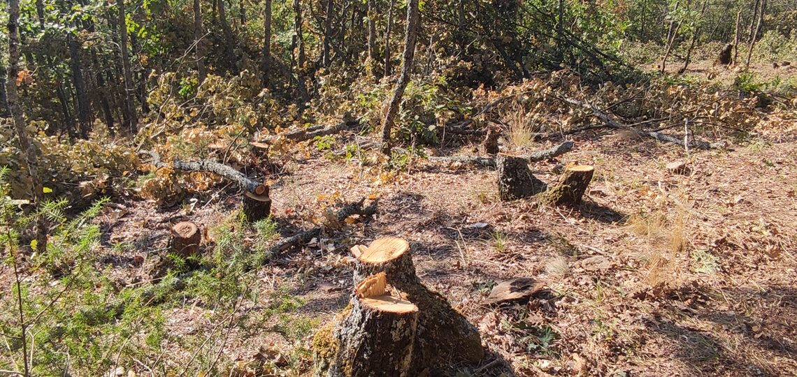 Θεσσαλονίκη: Συνελήφθη 65χρονος για παράνομη υλοτόμηση – Είχε αποψιλώσει ολόκληρη πλαγιά δάσους (photo))