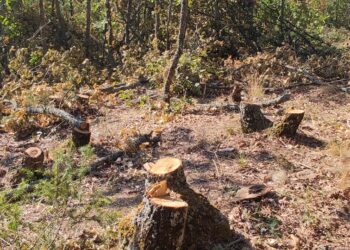 Θεσσαλονίκη: Συνελήφθη 65χρονος για παράνομη υλοτόμηση – Είχε αποψιλώσει ολόκληρη πλαγιά δάσους (photo))