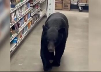 Τρόμος στο Νιου Τζέρσεϊ : Αρκούδα εισβάλλει σε κατάστημα και δαγκώνει 90χρονη (video)