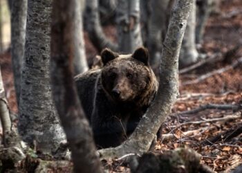 Αμύνταιο: Αρκούδα κατασπάραξε 15 πρόβατα στο Νυμφαίο
