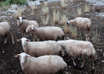 Στο ναδίρ η κτηνοτροφία εξαιτίας της ευλογιάς – «Να κάνουμε το σύστημα της ανοσίας της αγέλης» λένε οι επαγγελματίες 