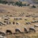 Μαγνησία: Πέντε επιβεβαιωμένα κρούσματα ευλογιάς των αιγοπροβάτων