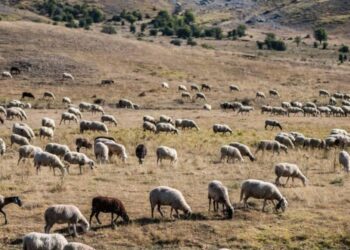 Ευλογιά των αιγοπροβάτων: Στη μάχη 81 κτηνίατροι και 72 στελέχη της κτηνιατρικής του ΥΠΑΑΤ