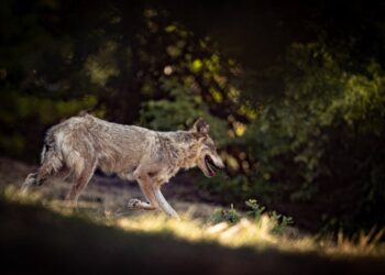 Χαλκιδική: “Άνοιξε τα σαγόνια του και την άρπαξε” – Συγκλονίζει η μητέρα της 5χρονης που τη δάγκωσε λύκος