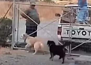 Βίντεο – ντοκουμέντο: «Πετάνε» σκύλους μέσα στο κυνοκομείο της Λήμνου