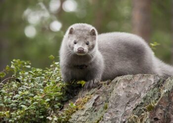 Καστοριά: Μινκ επιτέθηκε σε κατάκοιτη ηλικιωμένη και την ακρωτηρίασε!
