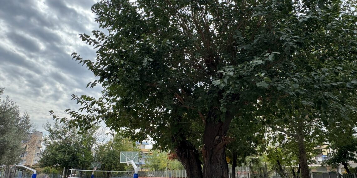 Η ξεχωριστή ιστορία της υπεραιωνόβιας μουριάς της Θεσσαλονίκης