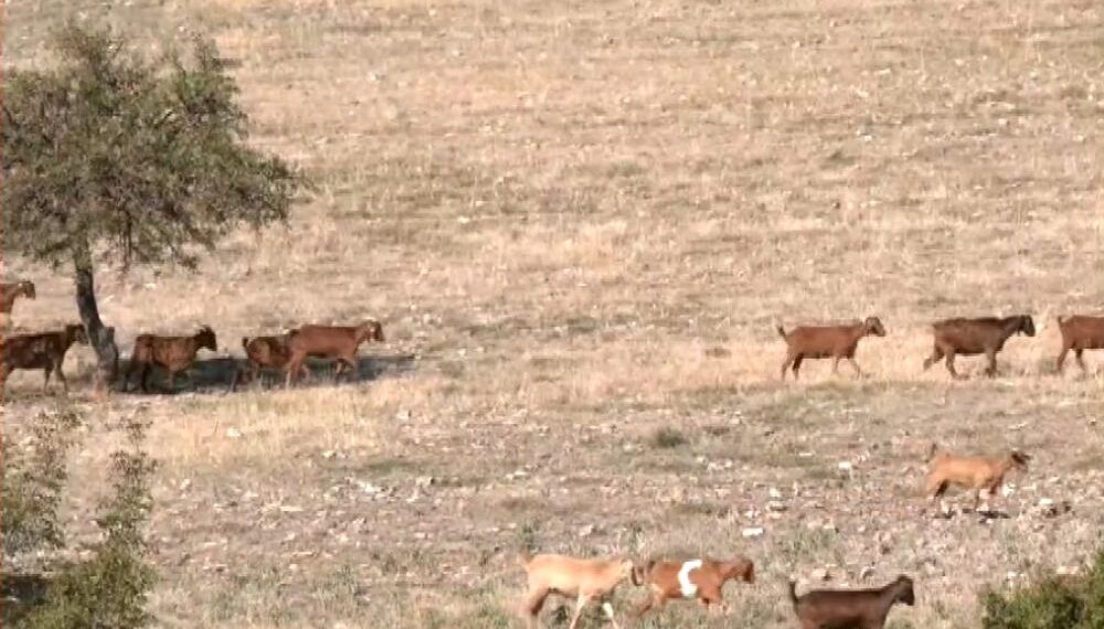 Ροδόπη: Έξι νέα κρούσματα ευλογιάς αιγοπροβάτων – Περισσότερες από 30.000 οι θανατώσεις ζώων