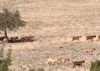 Ροδόπη: Έξι νέα κρούσματα ευλογιάς αιγοπροβάτων – Περισσότερες από 30.000 οι θανατώσεις ζώων