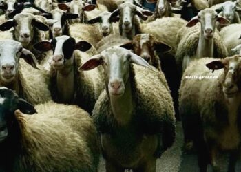 Θεσσαλονίκη: Ζημιές εκατομμυρίων από την ευλογιά