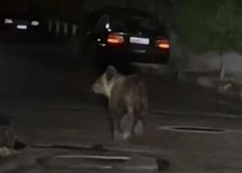 Αρκούδα βολτάρει στους δρόμους των Τρικάλων (PHOTOS)