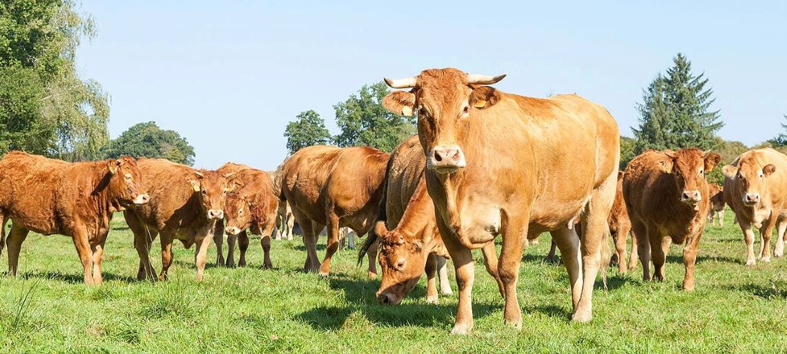 Αγανακτισμένοι οι εκτροφείς σπάνιων φυλών