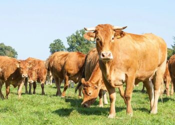 Αγανακτισμένοι οι εκτροφείς σπάνιων φυλών