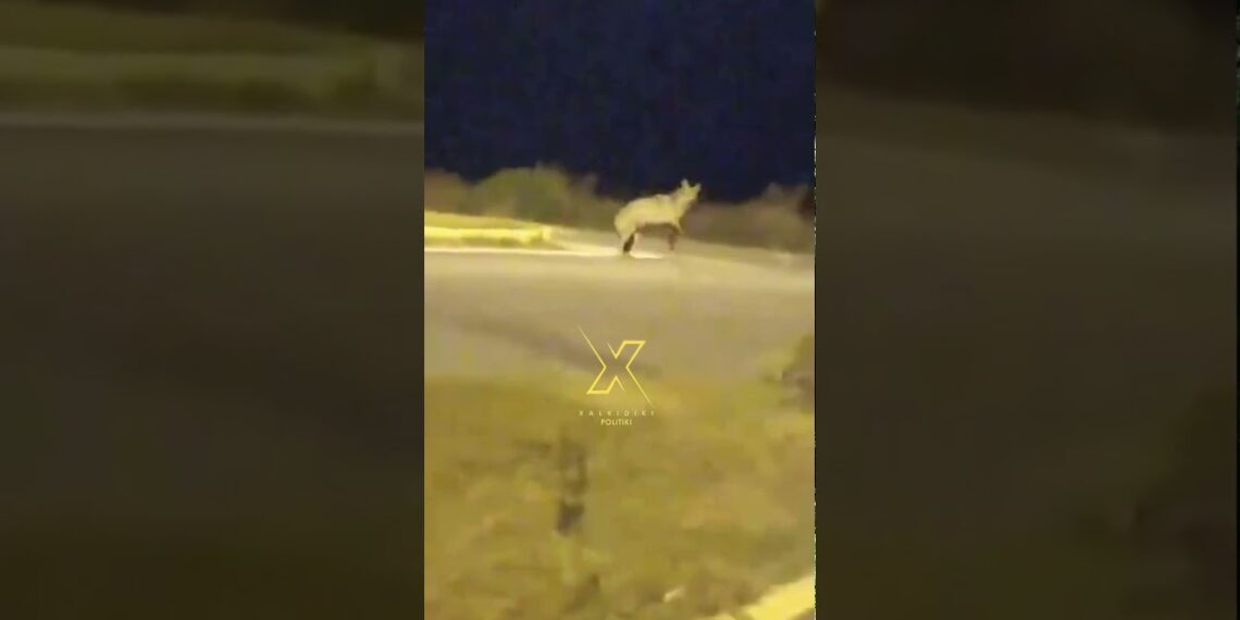 Νέα εμφάνιση λύκου αναστατώνει τη Χαλκιδική! (VIDEO)