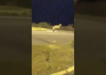 Νέα εμφάνιση λύκου αναστατώνει τη Χαλκιδική! (VIDEO)