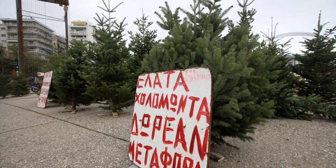 Χαλκιδική: 32.000 φυσικά έλατα θα ταξιδέψουν από τον Ταξιάρχη σε Ελλάδα και εξωτερικό για τα Χριστούγεννα