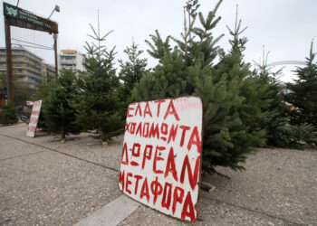 Χαλκιδική: 32.000 φυσικά έλατα θα ταξιδέψουν από τον Ταξιάρχη σε Ελλάδα και εξωτερικό για τα Χριστούγεννα