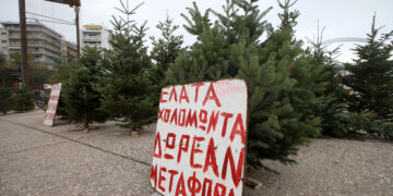 Χαλκιδική: 32.000 φυσικά έλατα θα ταξιδέψουν από τον Ταξιάρχη σε Ελλάδα και εξωτερικό για τα Χριστούγεννα