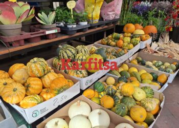 Το Halloween ήρθε στη Θεσσαλονίκη - «Ξεπουλάνε» οι διακοσμητικές κολοκύθες στα Λουλουδάδικα (ΦΩΤΟ+Video)