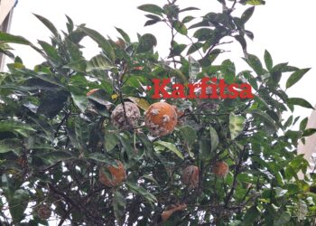 Θεσσαλονίκη: Άρρωστα τα δέντρα στη Μητροπόλεως λόγω της παρατεταμένης καλοκαιρίας