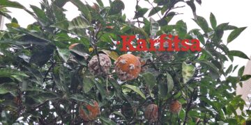 Θεσσαλονίκη: Άρρωστα τα δέντρα στη Μητροπόλεως λόγω της παρατεταμένης καλοκαιρίας