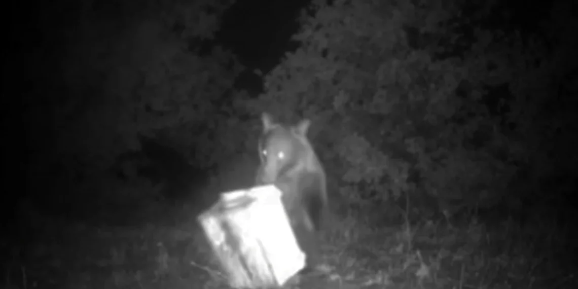 Φθιώτιδα: Αρκούδα πιάστηκε στα πράσα να κάνει επιδρομή σε κυψέλες μελιού (Βίντεο)