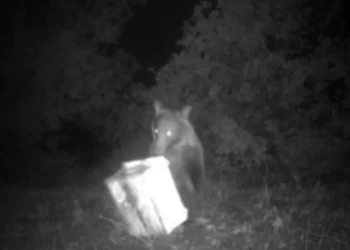 Φθιώτιδα: Αρκούδα πιάστηκε στα πράσα να κάνει επιδρομή σε κυψέλες μελιού (Βίντεο)