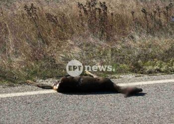 Νεκρό εντοπίστηκε το ζαρκάδι από το χθεσινό τροχαίο στο Άργος Ορεστικό