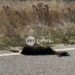 Νεκρό εντοπίστηκε το ζαρκάδι από το χθεσινό τροχαίο στο Άργος Ορεστικό