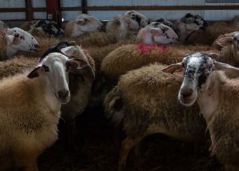 Δεύτερο κρούσμα ευλογιάς σε αιγοπρόβατα στην Κοζάνη