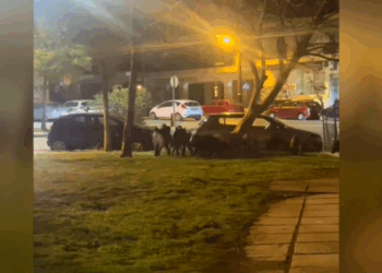 Θεσσαλονίκη: Καθημερινές οι «επισκέψεις» αγριογούρουνων στην Τούμπα