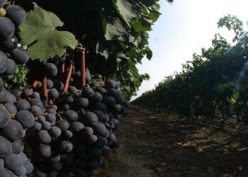 Κέντρο εμπειρίας του κρασιού για ένα τριήμερο η Κεντρική Μακεδονία