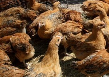 Ενημέρωση για τη γρίπη των πτηνών από τη Διεύθυνση Κτηνιατρικής της Περιφέρειας Κ. Μακεδονίας