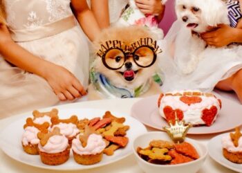 Πάρτι γενεθλίων για σκύλους, με τούρτες και μπουφέ για τους τετράποδους καλεσμένους