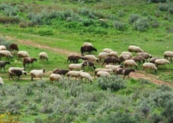 Δύο νέοι απολυμαντικοί σταθμοί στη Χαλκιδική για την προστασία του ζωικού κεφαλαίου