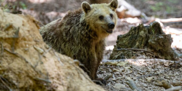 Αποτροπιασμός από τον αποκεφαλισμό αρκούδας στη Δράμα - Γιατί εμφανίζονται όλο και πιο συχνά άγρια ζώα σε κατοικημένες περιοχές