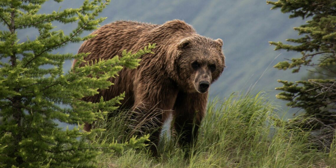 Σκότωσαν και αποκεφάλισαν αρκούδα στη Δράμα
